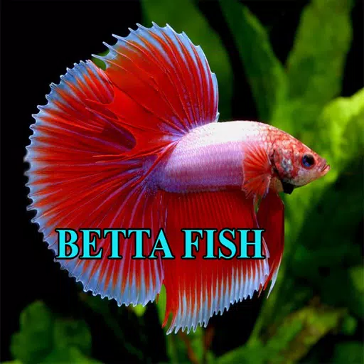 Betta Fish Gallery スクリーンショット 1