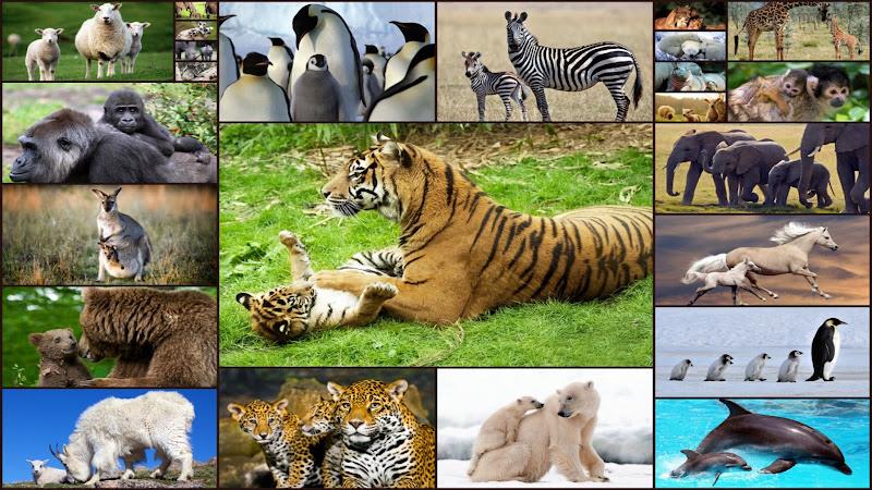 Baby Animal Jigsaw Puzzles Schermafbeelding 0