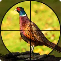 Pheasant Shooter Birds Hunting