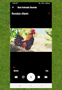 Real Animals Sound應用截圖第2張