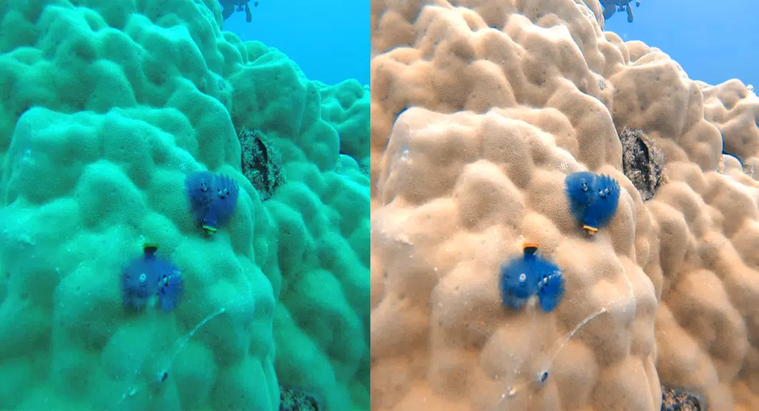 UwEdit - Diving footage editor Screenshot 1
