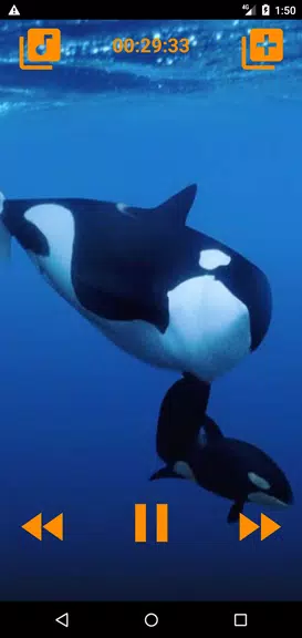Whales songs to sleep スクリーンショット 3
