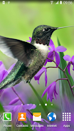 Hummingbirds Live Wallpaper Скриншот 1