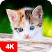 Kitten Wallpapers 4K