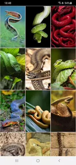 Snake Wallpapers ภาพหน้าจอ 1