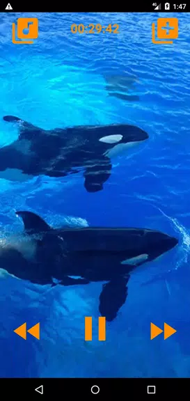 Whales songs to sleep スクリーンショット 0