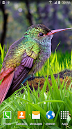 Hummingbirds Live Wallpaper Zrzut ekranu 2